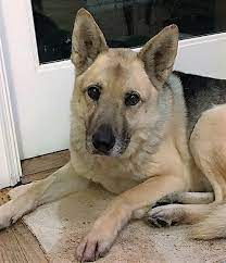 During a broadcast earlier this month, fox 13 meteorologist paul. Brody Old Dog Haven