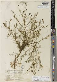 Image result for Schkuhria pinnata