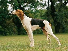 See photos, videos, and more. Francais Tricolore Caractere Prix Alimentation Sante Fiche Race Chien