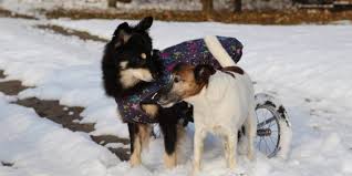 Es erwarten dich nützliche tipps, anleitungen und kostenberechnungen. Hunde Fit Durch Den Winter Tierzentrum Luneburger Heide