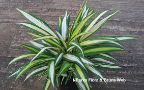 Image result for Chlorophytum galpinii