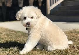 Check spelling or type a new query. 30 Special Shih Tzu Mixes The Ultimate Shih Tzu Mix Guide