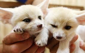 Find a pet foxes for on gumtree, the #1 site for pets classifieds ads in the uk. Fennec Foxes As Pets Are They Right For You Pethelpful By Fellow Animal Lovers And Experts