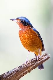 Bilangan telur yang banyak ini akan memastikan sebahagian telur atau anaknya masih berpeluang untuk hidup. Burung Definition Und Synonyme Von Burung Im Worterbuch Malaysisch