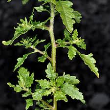 Image result for Dysphania schraderiana