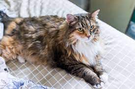 Zudem hat die maine coon so manchen trick auf lager. 10 Best Maine Coon Rescues For Adoption 2021 Our Top 10 Picks