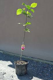 Image result for magnolia genia