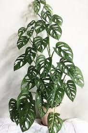 Pin On Favorite House Plant Ideas