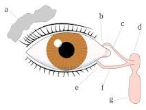 Image result for LACRIMAL GLAND
