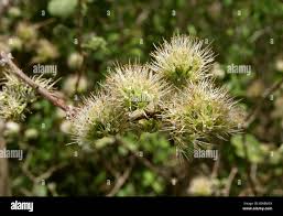 Image result for Combretum sp. A