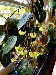 Image result for Polystachya hastata