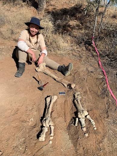 The world's largest ever bird stood as tall as a single-storey house, was  probably at the top of its food chain – and may have been around as  recently as 1,000 years