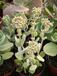 Kalanchoe Millotii Millot Kalanchoe World Of Succulents Blooming Succulents Succulents Succulents In Containers