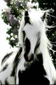Maybe you would like to learn more about one of these? Black And White Horse Animals Are Adorable Horses Beautiful Horses Animals Wild