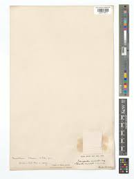 Image result for Chenolea