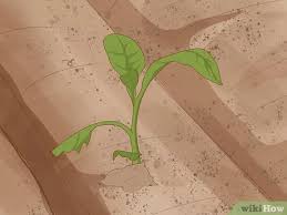 Check spelling or type a new query. How To Grow Tobacco With Pictures Wikihow