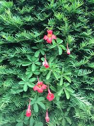 We did not find results for: Arley Hall Nursery On Twitter Look At The Tuberous Root System On This Tropaeolum Speciosum Today We Have Been Propagating Them Ready For The Season Ahead Https T Co Hmajsr29jp