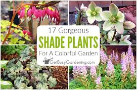 Shade loving flowering shrub, actually. 17 Colorful Gorgeous Plants Made For The Shade