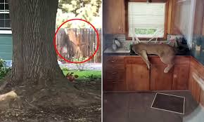 Brown kitchen sink drop in for 300 cops. Mountain Lion Broke Into Home Because It Spotted Taxidermied Big Game Trophies On The Walls Daily Mail Online