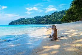 Created by multiok69 6 years ago. Monkey By The Beach Leinwandbild Nach Mass Photowall