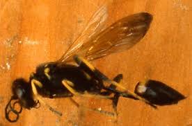 Adults are commonly seen in wet spots, in preparation of creating the balls of mud for building their nests. Black Yellow Mud Dauber