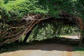 Image result for Entada stuhlmannii