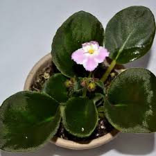 A very special breed of african violet. Pin Auf Instagram African Violets