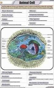 Zoology Chart Zoology Chart Manufacturer Supplier Exporter