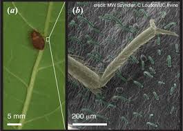 How A Leafy Folk Remedy Stopped Bedbugs In Their Tracks Artificial Plants Artificial Plants Outdoor Small Artificial Plants