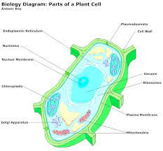 Plant Cell Diagram Plant Cell Diagram Cell Diagram Plant Cell