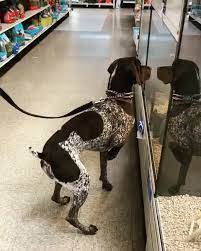 For instance, labs were used as gun dogs (to retrieve the gunned down birds or small animals like rabbits) we have so many indian pariah dogs that also you can adopt from the shelters via ngos. Bird Dog Finds A Bird At The Pet Store Aww