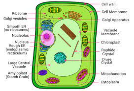 Plant cell smooth endoplasmic reticulum. Structure Of Plant Cell Mcq For Gpat Gate Csir Net Gpatindia Pharmacy Jobs Admissions Scholarships Conference Grants Exam Alerts