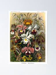 Image result for Orchidaceae