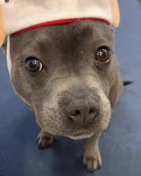 Elf Payback: A Dog's Revenge