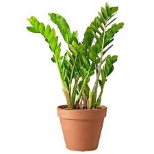 Zz plants do not like direct sunlight. Zamioculcas Zamiifolia Zz Plant Best Air Purifier Plant Big Treesseller Com