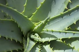 The more direct the sunlight, the better. Close Up Aloe Vera Plant Dessert Plant Pattern Plant In Sunlight Pikist
