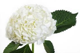 Fiorisce in primavera con fiori bianchi o azzurri. Fiori Bianchi Significato E Le 20 Varieta Piu Belle Greenme