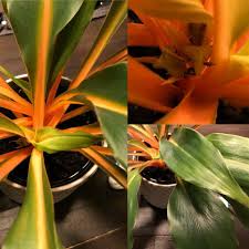Image result for Chlorophytum filipendulum