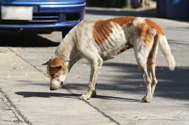 6 Causes Of Sudden Weight Loss In Dogs