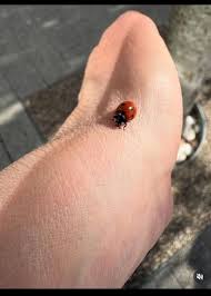 Ubicación: Tamaulipas, México