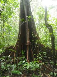 Image result for Newtonia hildebrandtii