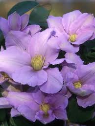 We did not find results for: Clematis Silver Moon Bluestone Perennials Clematis Clematis Flower Clematis Vine