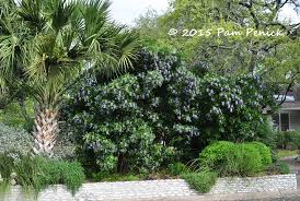 Read hedges direct's expert guide to laurel hedging and shrubs. Drive By Gardens Grape Kool Aid Trees In Northwest Austin Digging