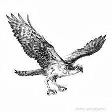 Pencil Bird In Flight Drawing Osprey Bird Drawings Flying Bird Drawing Birds Flying