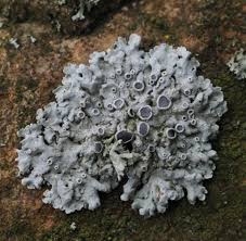 Image result for Physotrichia