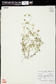 Image result for Trifolium purseglovei