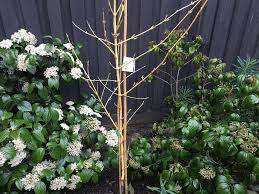 Image result for Vepris whitei