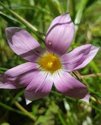 Image result for Romulea