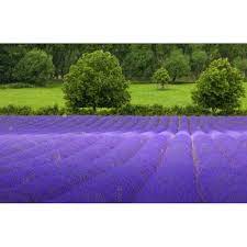 Lavender can also double as a beautiful border. Lavender Common English Nice Garden Flower 200 Seeds By Seed Kingdom Walmart Com Walmart Com