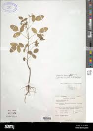 Image result for Oxalis barrelieri